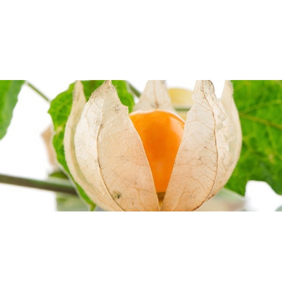 Ashwagandha Orgánica en Polvo