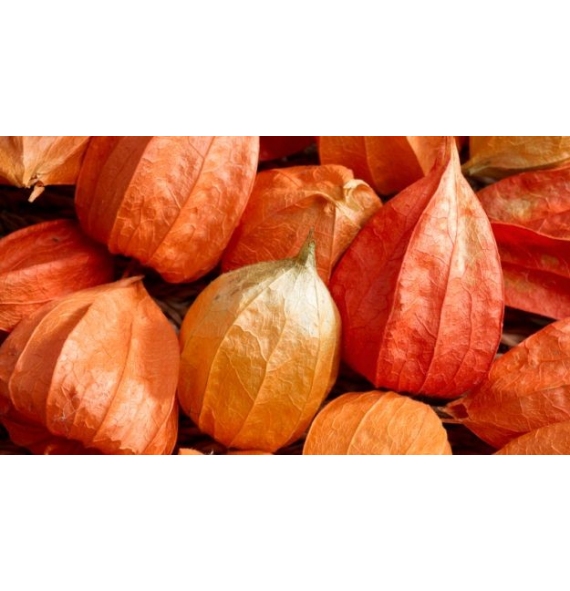 Ashwagandha Orgánica en Polvo