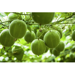 Azucar de Fruta de Monje ( Monk Sugar) 400g
