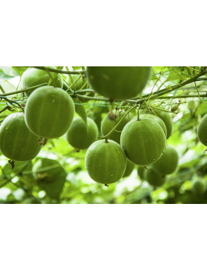 Azucar de Fruta de Monje Monk Sugar 500g Dorada