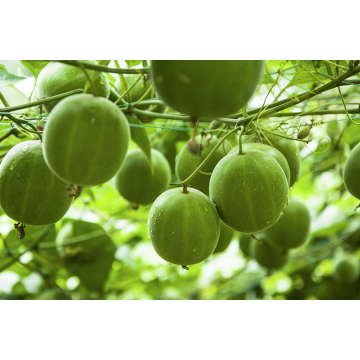 Extracto monk puro no eritritol